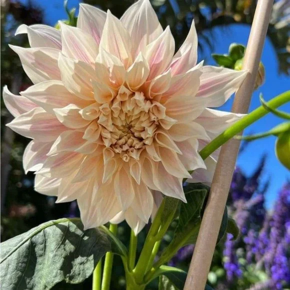 3rd LOVE Ivory Dress Pencil, Slit Hem Side Front, Midi, Brand New - Picture 8 of 8